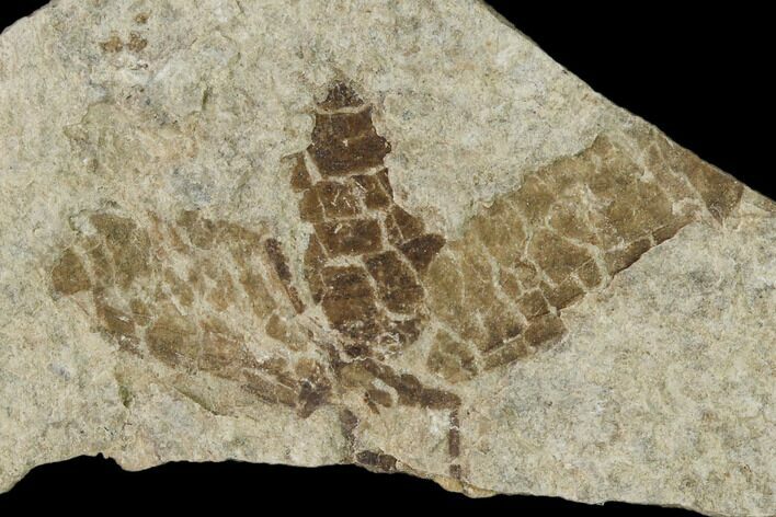 Fossil March Fly (Plecia) - Green River Formation #138478